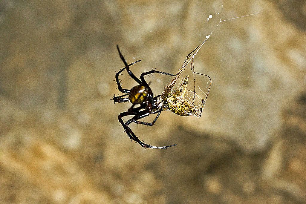 Richiesta di riconoscimento. - Troglophilus  sp.